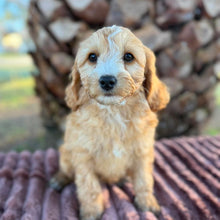 Load image into Gallery viewer, WAFFLE - Female Mini Cavoodle - Ready 17th June 🌟 Free Flight Offer 🌟