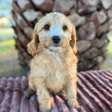 Load image into Gallery viewer, WAFFLE - Female Mini Cavoodle - Ready 17th June 🌟 Free Flight Offer 🌟