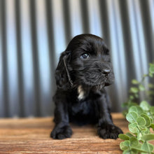 Load image into Gallery viewer, WALLACE - Male Cocker Spaniel - Ready 27th Jan