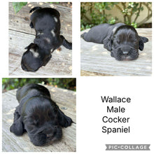 Load image into Gallery viewer, WALLACE - Male Cocker Spaniel - Ready 27th Jan