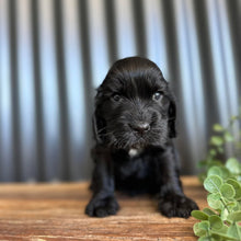 Load image into Gallery viewer, WALLACE - Male Cocker Spaniel - Ready 27th Jan
