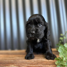 Load image into Gallery viewer, WALLACE - Male Cocker Spaniel - Ready 27th Jan