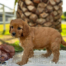 Load image into Gallery viewer, WALNUT - Female Mini Cavoodle - Ready 17th June