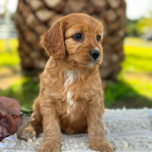 Load image into Gallery viewer, WALNUT - Female Mini Cavoodle - Ready 17th June