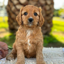 Load image into Gallery viewer, WALNUT - Female Mini Cavoodle - Ready 17th June