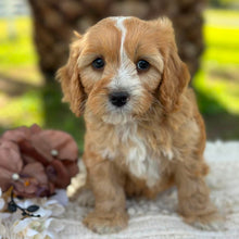 Load image into Gallery viewer, WALTER - Male Mini Cavoodle - Ready 17th June