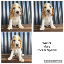 Load image into Gallery viewer, .WALTER - Male Cocker Spaniel - Ready 18th Dec