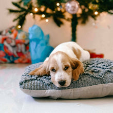 Load image into Gallery viewer, .WALTER - Male Cocker Spaniel - Ready 18th Dec