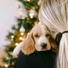 Load image into Gallery viewer, .WALTER - Male Cocker Spaniel - Ready 18th Dec