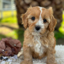 Load image into Gallery viewer, WALTER - Male Mini Cavoodle - Ready 17th June