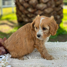 Load image into Gallery viewer, WALTER - Male Mini Cavoodle - Ready 17th June