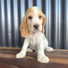 Load image into Gallery viewer, .WALTER - Male Cocker Spaniel - Ready 18th Dec