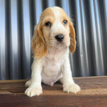 Load image into Gallery viewer, .WALTER - Male Cocker Spaniel - Ready 18th Dec