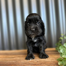 Load image into Gallery viewer, WEDNESDAY - Female Cocker Spaniel - Ready 27th Jan