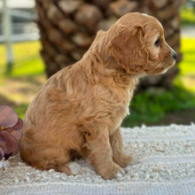 Load image into Gallery viewer, WEDNESDAY - Female Mini Cavoodle - Ready 17th June