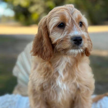 Load image into Gallery viewer, .✨WEDNESDAY - Female Mini Cavoodle - Ready Now