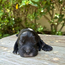 Load image into Gallery viewer, WEDNESDAY - Female Cocker Spaniel - Ready 27th Jan