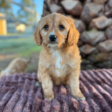 Load image into Gallery viewer, WEDNESDAY - Female Mini Cavoodle - Ready Now 🌟 Free Flight Offer 🌟