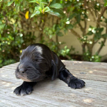 Load image into Gallery viewer, WEDNESDAY - Female Cocker Spaniel - Ready 27th Jan