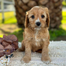 Load image into Gallery viewer, WEDNESDAY - Female Mini Cavoodle - Ready 17th June