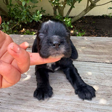 Load image into Gallery viewer, WEDNESDAY - Female Cocker Spaniel - Ready 27th Jan