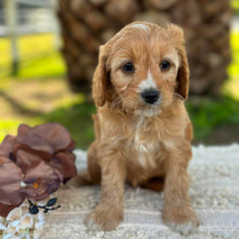 Load image into Gallery viewer, WEDNESDAY - Female Mini Cavoodle - Ready 17th June