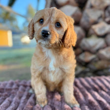Load image into Gallery viewer, WEDNESDAY - Female Mini Cavoodle - Ready Now 🌟 Free Flight Offer 🌟