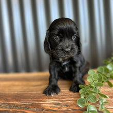 Load image into Gallery viewer, WEDNESDAY - Female Cocker Spaniel - Ready 27th Jan