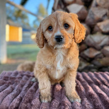 Load image into Gallery viewer, WEDNESDAY - Female Mini Cavoodle - Ready Now 🌟 Free Flight Offer 🌟
