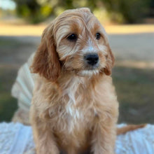 Load image into Gallery viewer, .✨WEDNESDAY - Female Mini Cavoodle - Ready Now