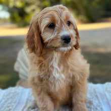 Load image into Gallery viewer, .✨WEDNESDAY - Female Mini Cavoodle - Ready Now