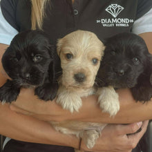 Load image into Gallery viewer, WINSTON - Male Cocker Spaniel - Ready 27th Jan