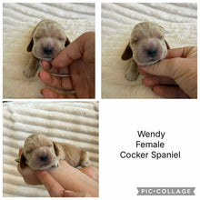 Load image into Gallery viewer, WENDY - Female Cocker Spaniel - Ready 26 Nov