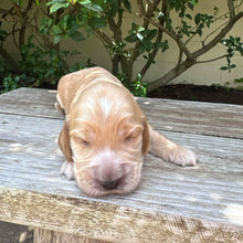 Load image into Gallery viewer, WENDY - Female Cocker Spaniel - Ready 27th Jan