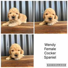 Load image into Gallery viewer, WENDY - Female Cocker Spaniel - Ready 26 Nov