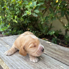 Load image into Gallery viewer, WENDY - Female Cocker Spaniel - Ready 27th Jan