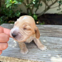 Load image into Gallery viewer, WENDY - Female Cocker Spaniel - Ready 27th Jan