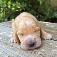 Load image into Gallery viewer, WENDY - Female Cocker Spaniel - Ready 27th Jan