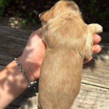 Load image into Gallery viewer, WENDY - Female Cocker Spaniel - Ready 27th Jan