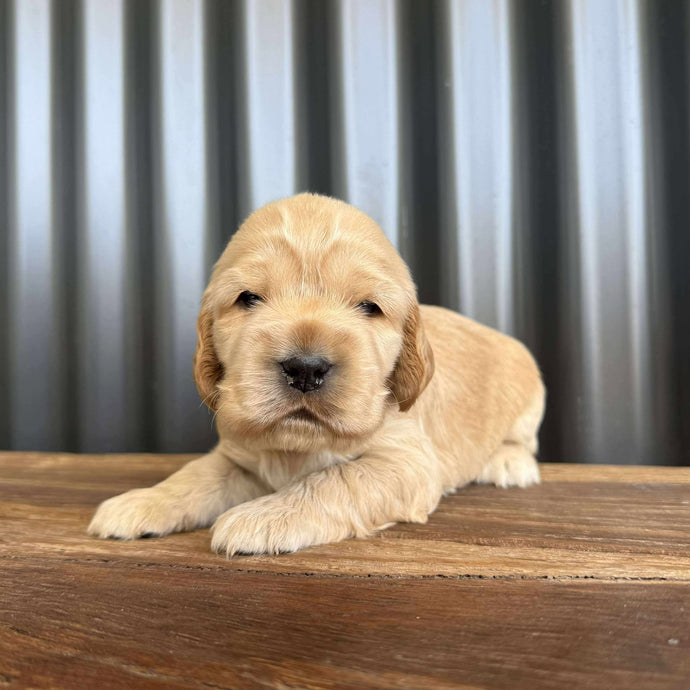WENDY - Female Cocker Spaniel - Ready 26 Nov