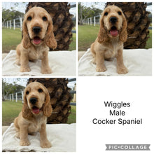 Load image into Gallery viewer, WIGGLES - Male Cocker Spaniel - Ready Now
