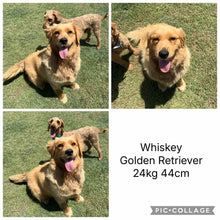 Load image into Gallery viewer, WHITNEY - Female Mini Groodle - Ready 10th Feb