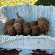 Load image into Gallery viewer, 💫 MINI GROODLE LITTER -  COMING SOON 💫