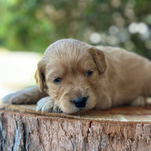 Load image into Gallery viewer, WHITNEY - Female Mini Groodle - Ready 10th Feb