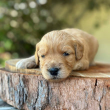 Load image into Gallery viewer, WHITNEY - Female Mini Groodle - Ready 10th Feb