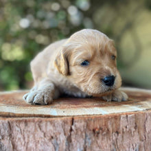 Load image into Gallery viewer, WHITNEY - Female Mini Groodle - Ready 10th Feb