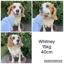 Load image into Gallery viewer, WALTER - Male Mini Cavoodle - Ready 17th June