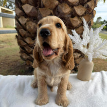 Load image into Gallery viewer, WIGGLES - Male Cocker Spaniel - Ready Now