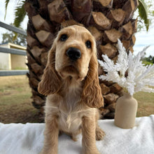 Load image into Gallery viewer, WIGGLES - Male Cocker Spaniel - Ready Now