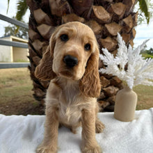 Load image into Gallery viewer, WIGGLES - Male Cocker Spaniel - Ready Now